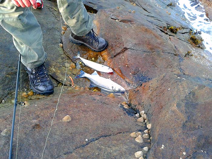 A small bass and a mackerel.