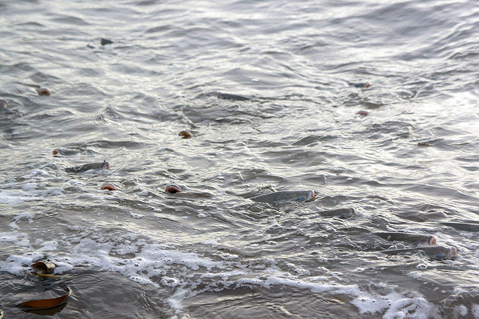 Bill's picture of the feeding mullet - not as easy to catch as it looks.