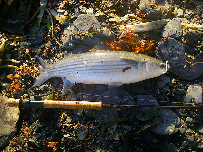 With the tiny eel still in its lip. These mullet are in mint condition and as fat as barrels.