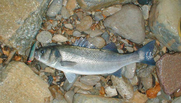 As I carried the fish up the beach it kicked and stuck two points in my hand. I MUST be more careful.
