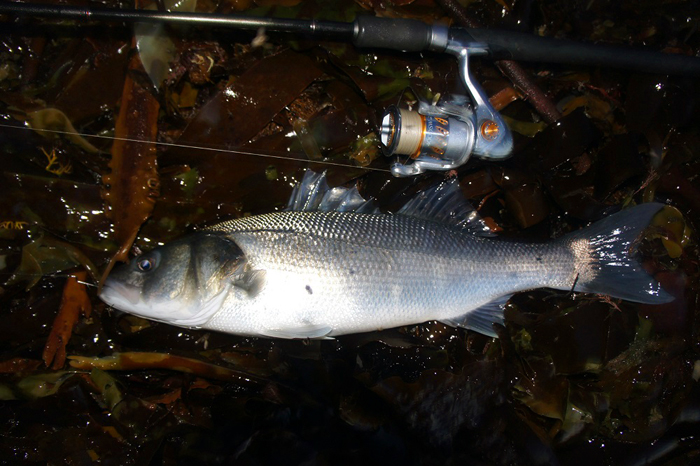 This was Bills bass on our second evening.