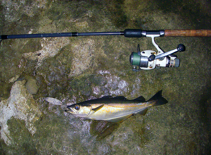 typical Purbeck pollack - not big but feisty.