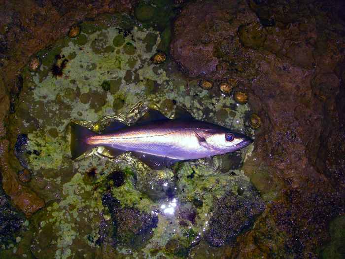 This one took a fly. Even at this size they nearly pulled my arm off.