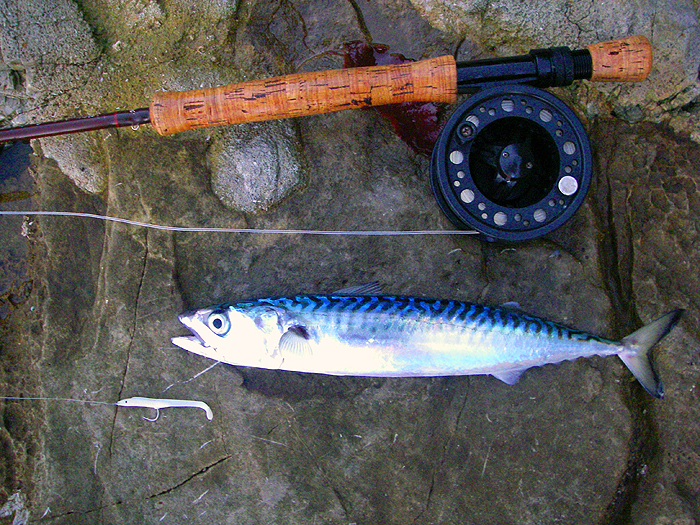 This one caught on the fly. Another hard fight.