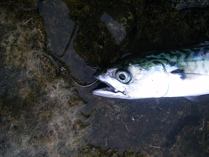 Lip hooked like this they swim for ever (unless a bass takes them).
