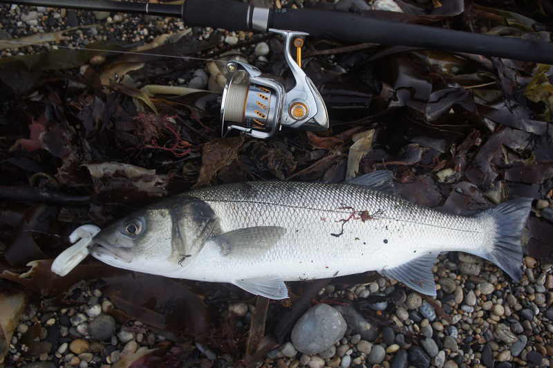 Nice fish nicely hooked on a home made Sluggill.