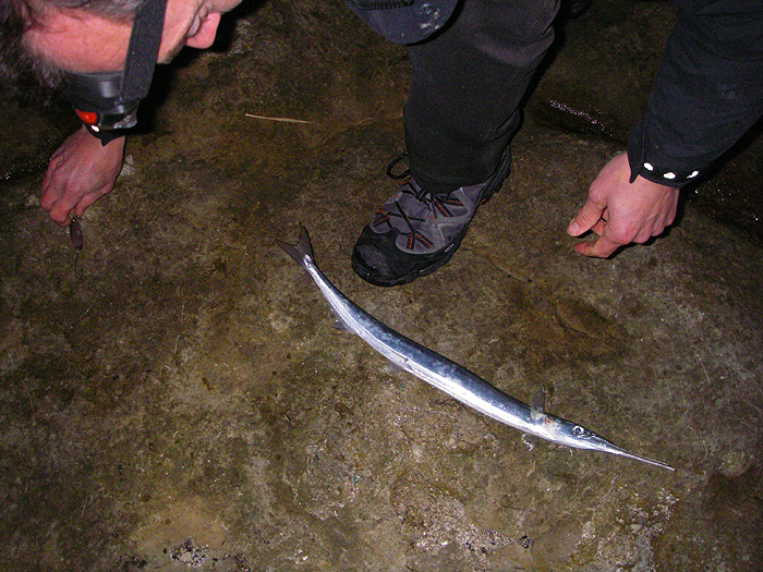 They are wonderful creatures.