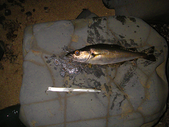 Most of them couldn't cope with the big lure.