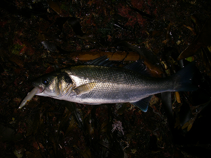 My two bass were caught later than the pollack - as it got light.