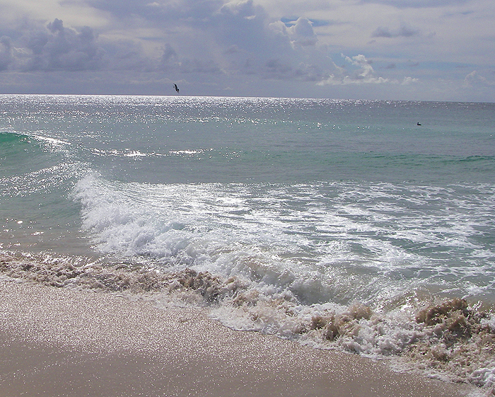 Pelicans fishing at Crown Point - but no sign of fish.