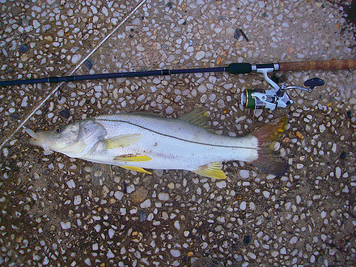 My eight pounder landed on bass gear and an Evo Redgill.