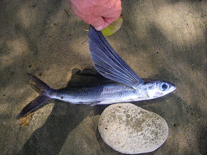 I found this one washed up at Grange.