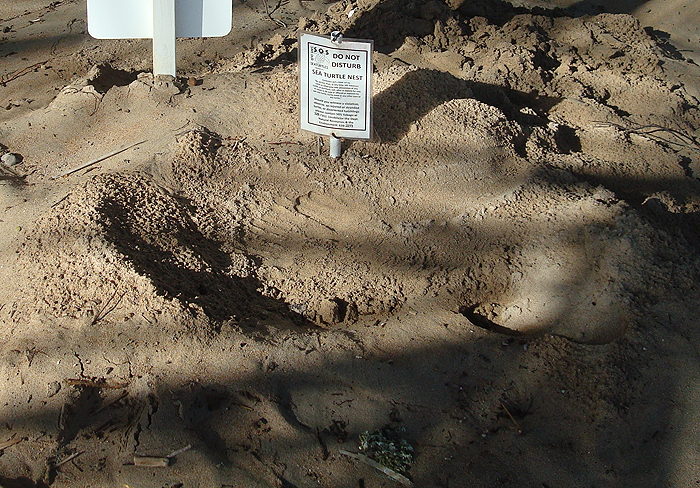 The hotel staff mark and date all turtle nests in the grounds.