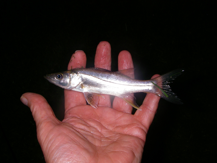 Tiny snook take Delta fies well but don't put up much of a struggle.