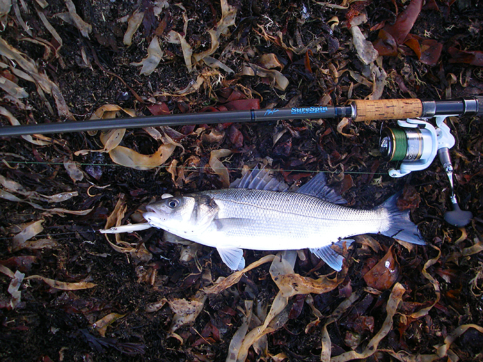 They really love these big Redgills.