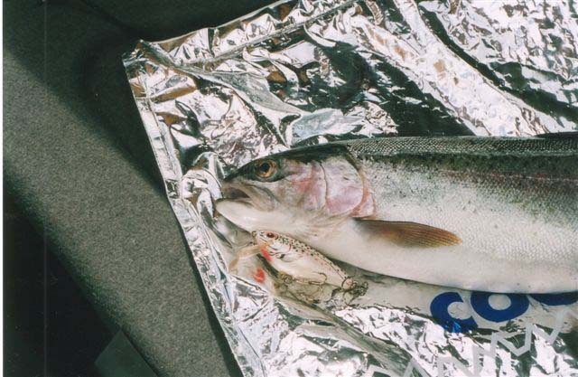 Even though they come from California you have to admire these fish. Presumably they breed successfully in NZ rivers unlike the ones over here.