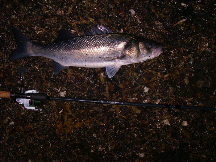 Still pretty dark when I took the picture. Note that the seaweed flies are still about.