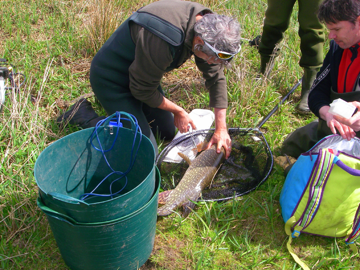 My pal Rudi tags one of my pike.