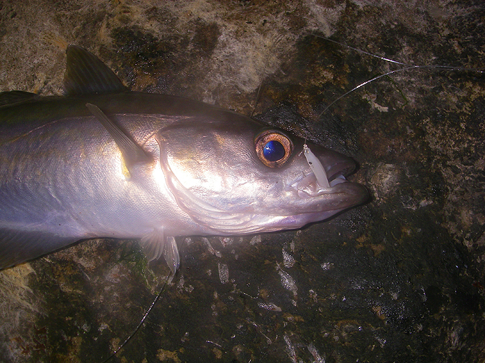 Not big but one of the year's first..