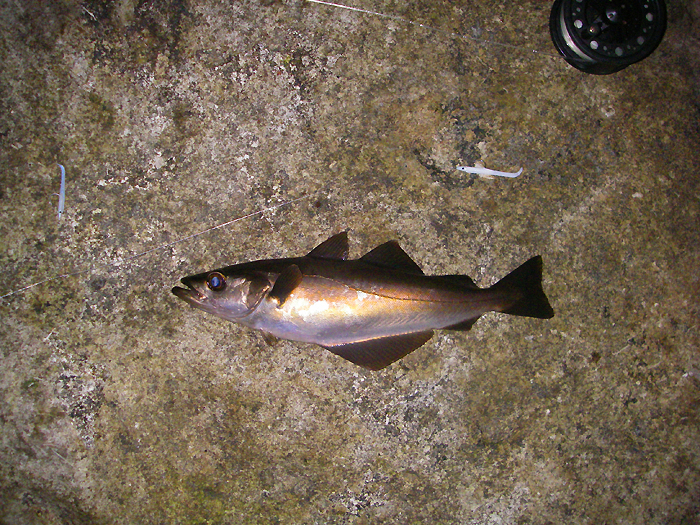 more anglers should try fly fishing in saltwater.