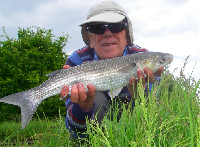 I spent a fair bit of time trying to catch thinlips in fresh water.