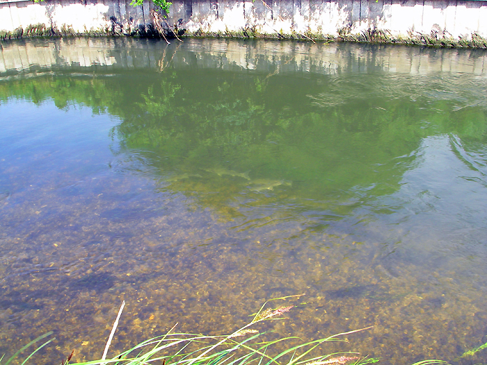 Fascinating viewing in the clear chalkstream water.