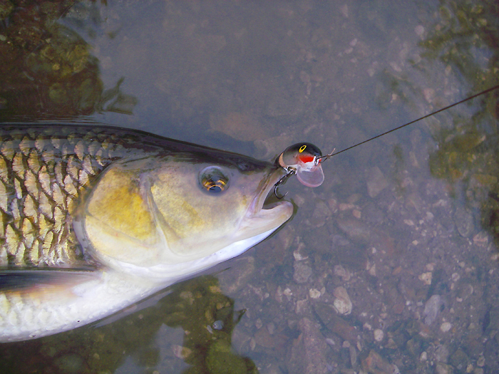 Plugging for big chub is great and effective.