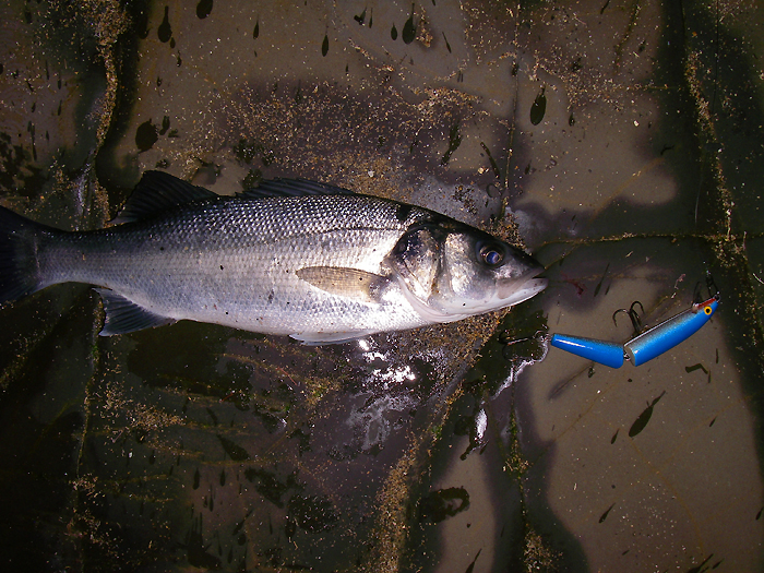 The old J11 Rapala is still as effective as ever.