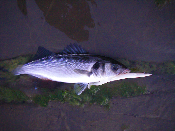 These lures are as productive as most for bass if there's not too much loose weed.