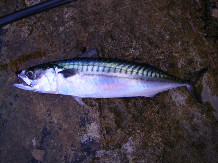 Still one of my favourite fish. What colour! Forget the feathers.