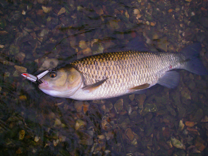 Can't resist a picture of a nice chub.