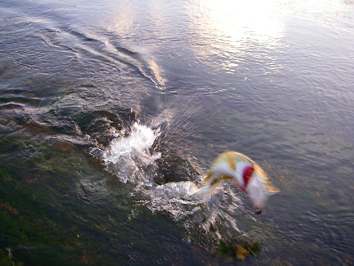 Even little pike can be exciting.