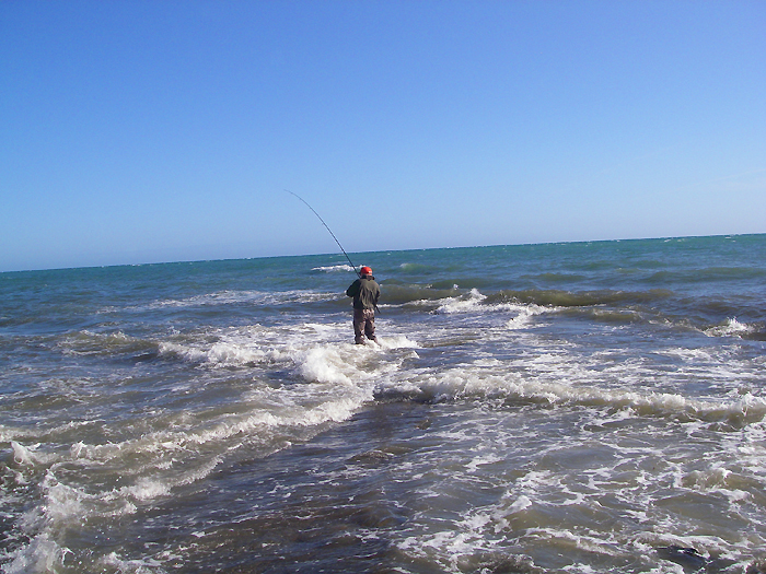 Nigel plays a bass taken on a freelined bait - I blanked.