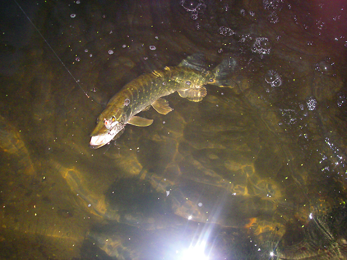 Always amusing, even if the plug wasn't intended for them.