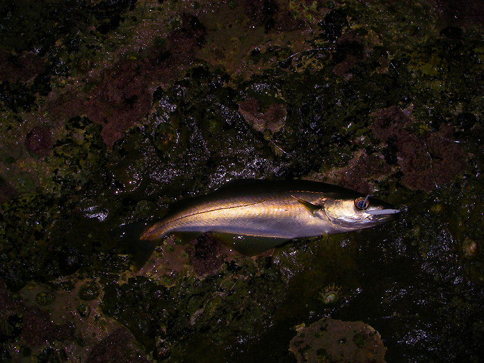 I do enjoy catching pollack on the fly..