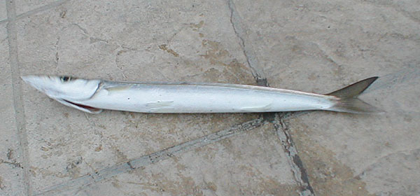 This one had no bars on the sides - was it something different?.