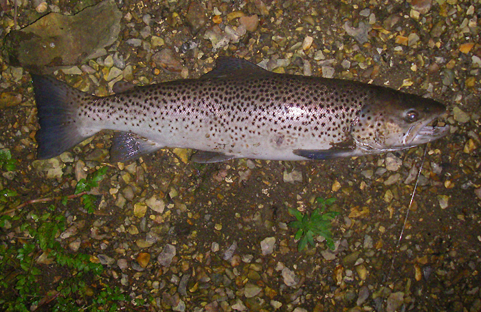 This one was caught in the dark.