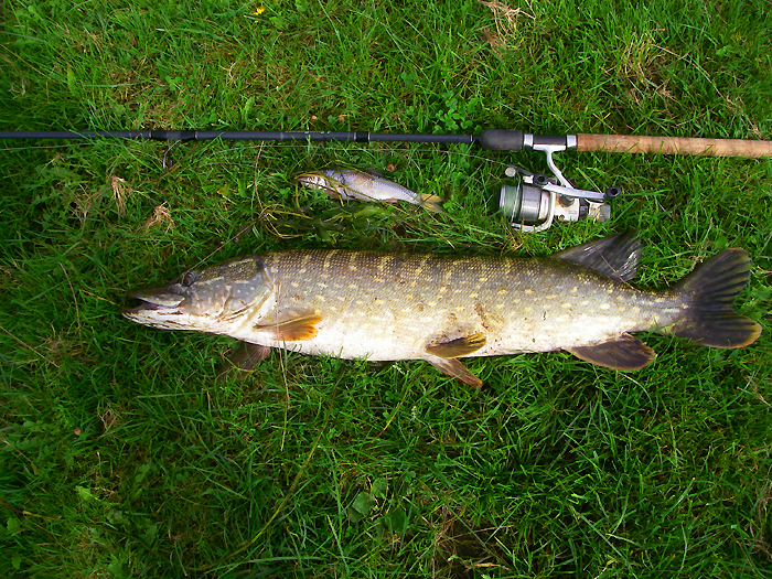 This one took a real fish.