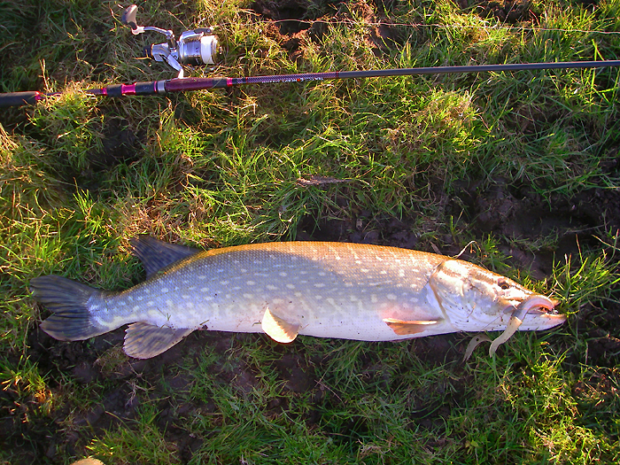 This one took a Slandra.