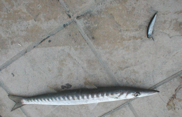 Not much of a fight but definitely a barracuda of sorts. I tried a fly for them but had no bites - I'm sure it would be effective.