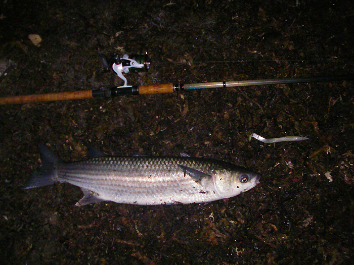 Another stonker. This one took a Redgill!!!!