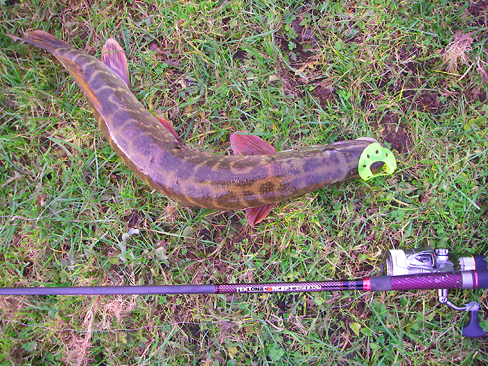 Another pike on the soft plastic.