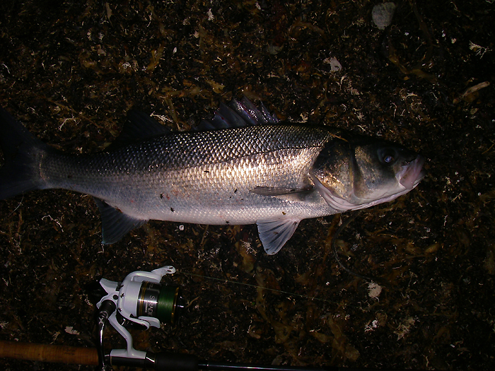 A good December bass on a Redgill.