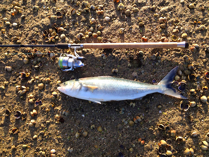 A sort of cross between bass and mackerel in my book.