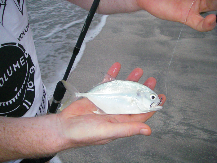 We used small circle hooks for prawn baits.