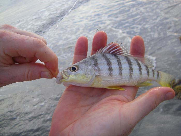 Prawn still on the hook.