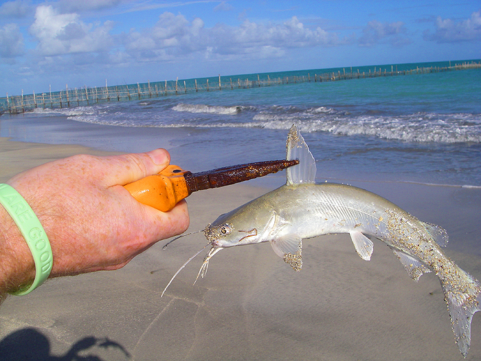 Handle with care - the fin spines give a really nasty sting.