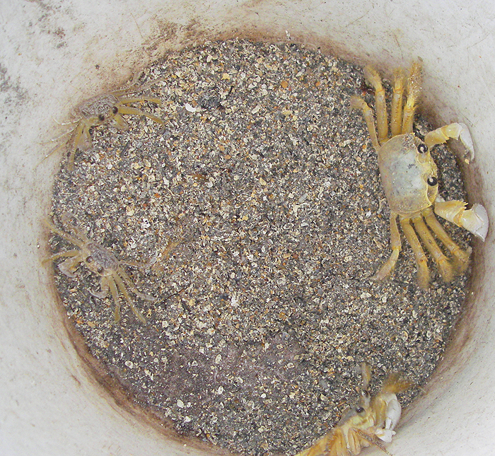 They'll usually survive for 24 hours in a bit of damp sand.