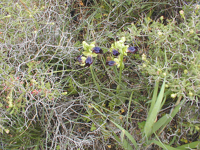 These were pretty common among the spiny shrubs.