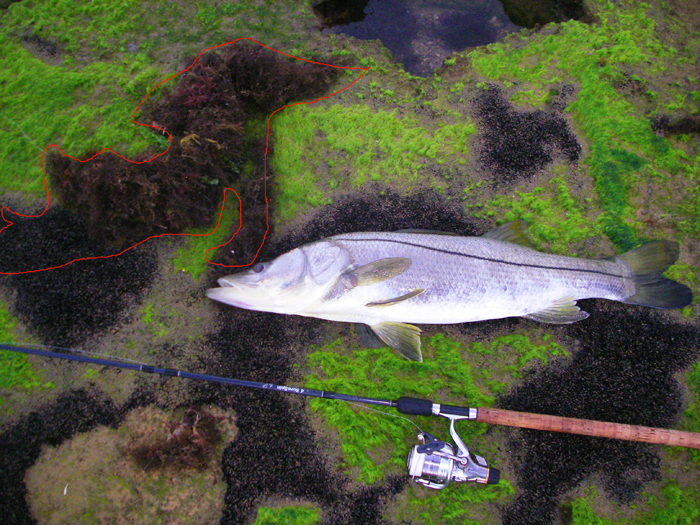 The big one. The red line shows the weed which had draped itself round my line in the battle. The other black areas are tiny mussels on the rock.